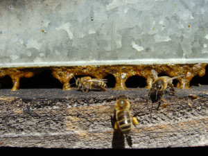 Bees entering a hive