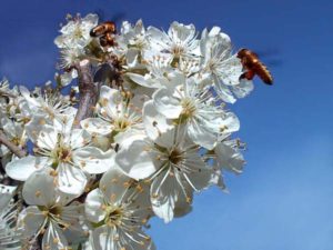 Bees pollinating plum blossoms