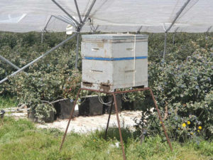 Hives in blueberry tunnels