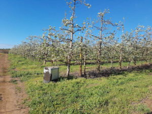 Apple & pear pollination in the Overberg